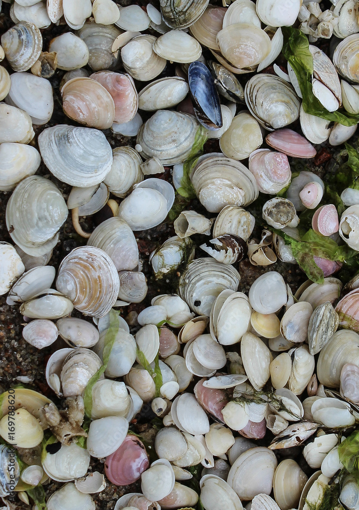 Shells in the Sand
