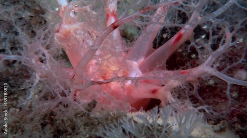 Fluffy soft coral underwater on seabed of White Sea. Unique video close up. Flowers of marine life in clean clear pure and transparent water in search of food. photo