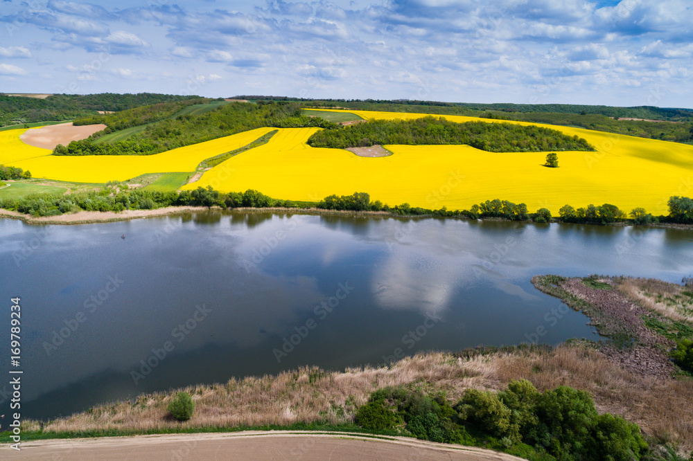 Obraz premium Pole rzepaku z jeziorem