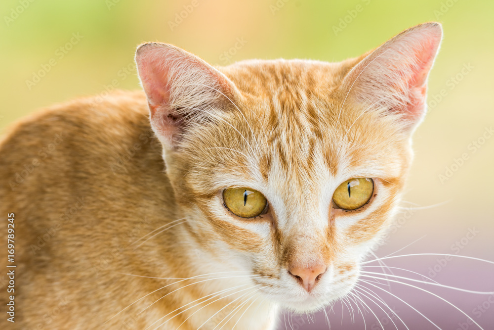 Couching down cute orange stripped cat
