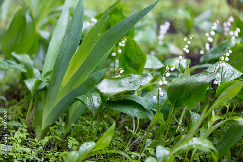 Fototapeta Naklejka Na Ścianę i Meble -  lilies of the valley in the spring forest