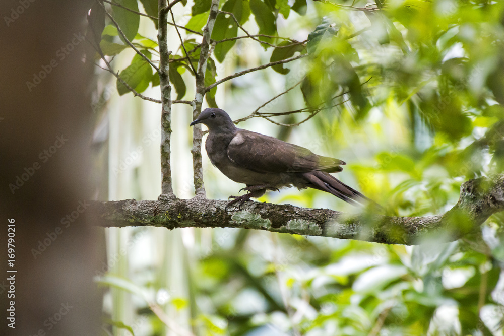 Fototapeta premium Pomba-amargosa (Patagioenas plumbea) | Plumbeous Pigeon fotografado em Domingos Martins, Espírito Santo - Sudeste do Brasil. Bioma Mata Atlântica.