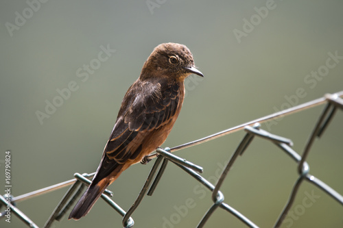 Gibão-de-couro (Hirundinea ferruginea) | Cliff Flycatcher photographed in Domingos Martins, Espírito Santo - Southeast of Brazil. Atlantic Forest Biome. photo