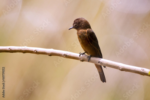 Gibão-de-couro (Hirundinea ferruginea) | Cliff Flycatcher photographed in Domingos Martins, Espírito Santo - Southeast of Brazil. Atlantic Forest Biome. photo