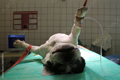 French Bulldog with  Intravenous therapy in anestesia  photo