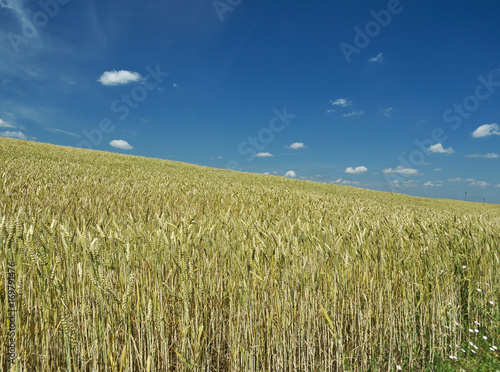 green wheat field and sunny day.