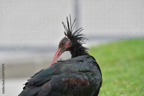 Ibis eremita con la testa girata di lato photo