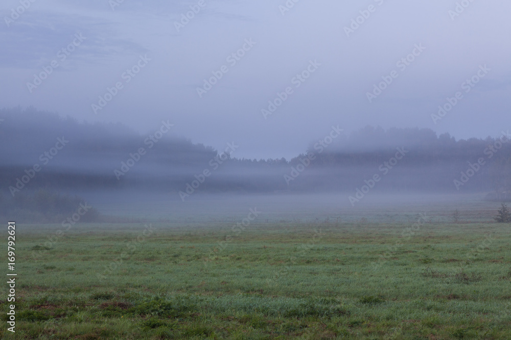 Foggy grassland at dawn