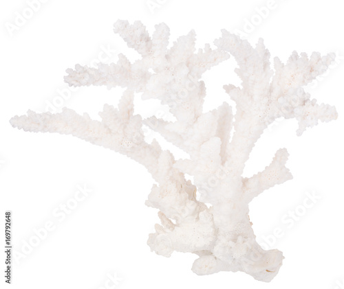 Fotografie white isolated branchy coral