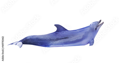 Fotografie, Obraz large blue doplhin on white