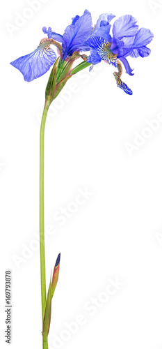 small blue iris blooms on long stem