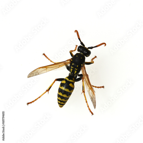 Wespe; Vespula; germanica