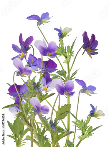 group of pansy blue isolated flowers