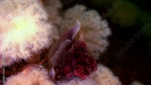 White fluffy metridium and jellyfish underwater on seabed of White Sea. Unique video close up. Flowers of marine life in clean clear pure and transparent water. photo