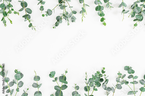 Floral frame of eucalyptus leaves isolated on white background. Flat lay, top view