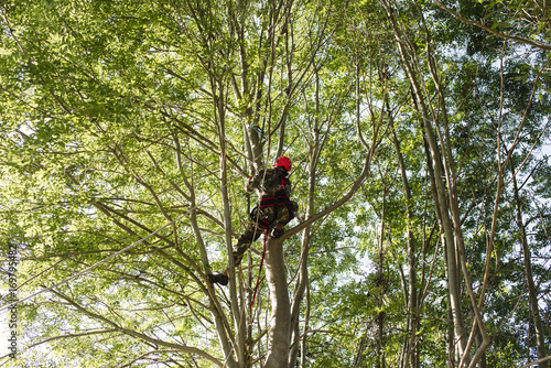 Man trimming trees in woods