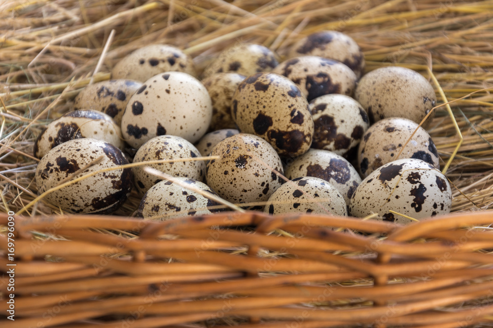 Quail eggs in the basket Quail eggs in the basket