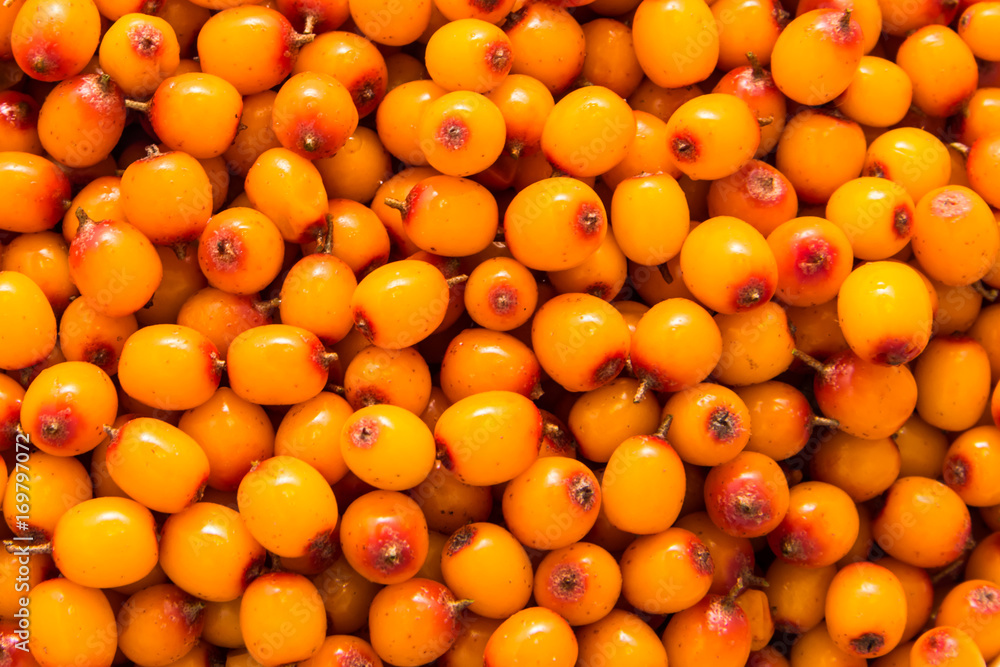 Berries of ripe sea-buckthorn. Bright orange background. Berries of ripe sea-buckthorn. Bright orange background.