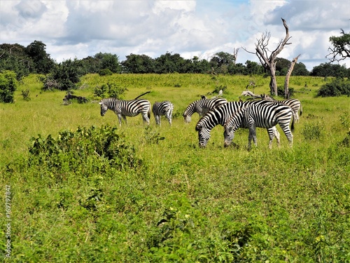 Wild Zebras in Africa