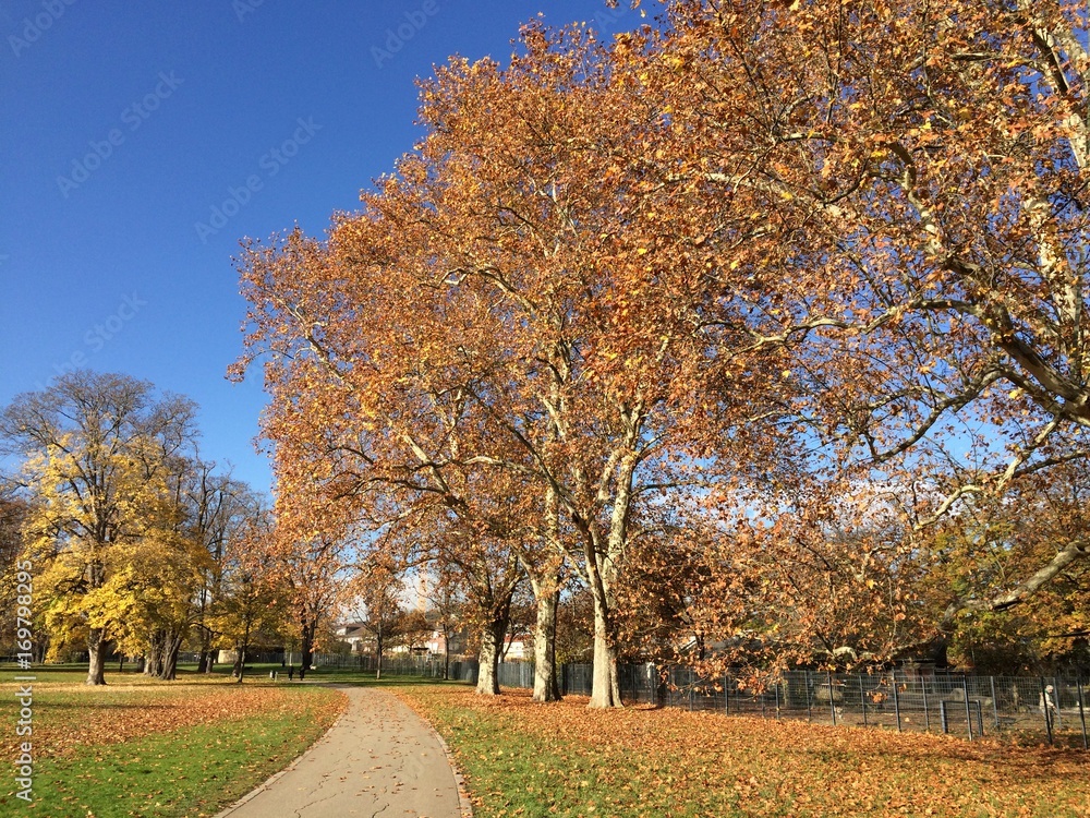 Naklejka premium Herbst Baum am Weg im Park