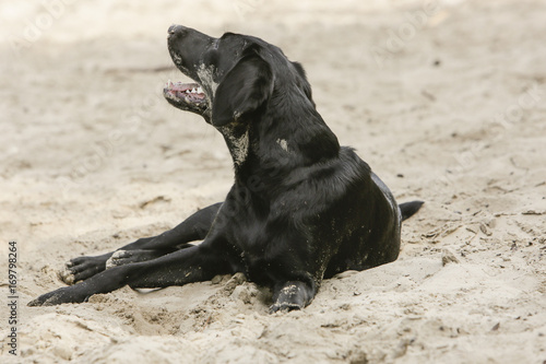 Black labrador lying in the sand