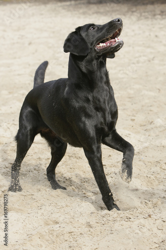 Black labrador