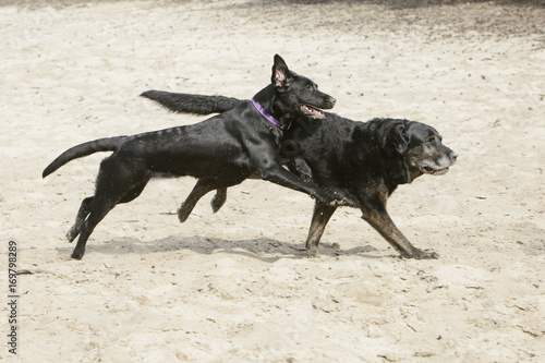 Two black dog playing © renatepeppenster