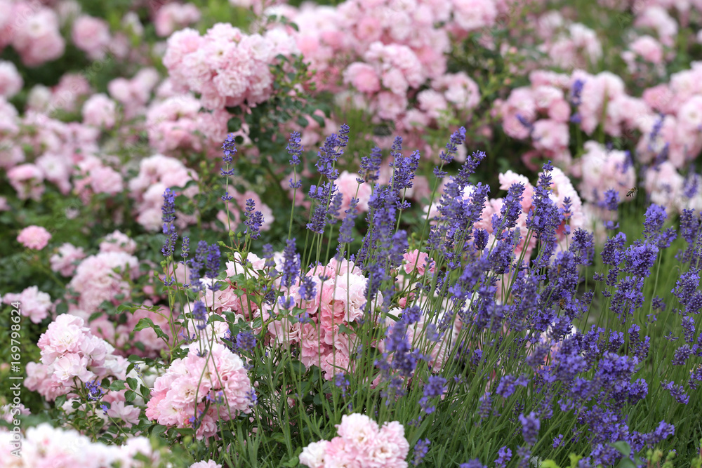 Rosen mit Lavendel als Beeteinfassung Stock-Foto | Adobe Stock