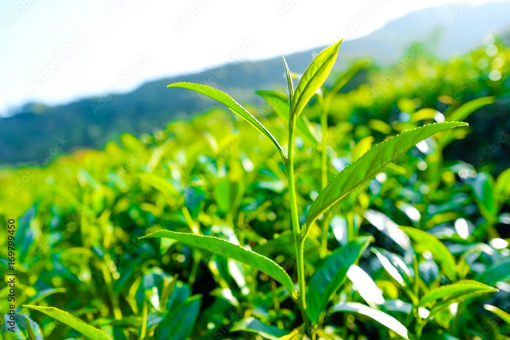 Fototapeta premium Asia culture concept image - Fresh organic tea bud & leaves plantation, the famous Oolong tea area in Alishan mountain with blue sky, Taiwan