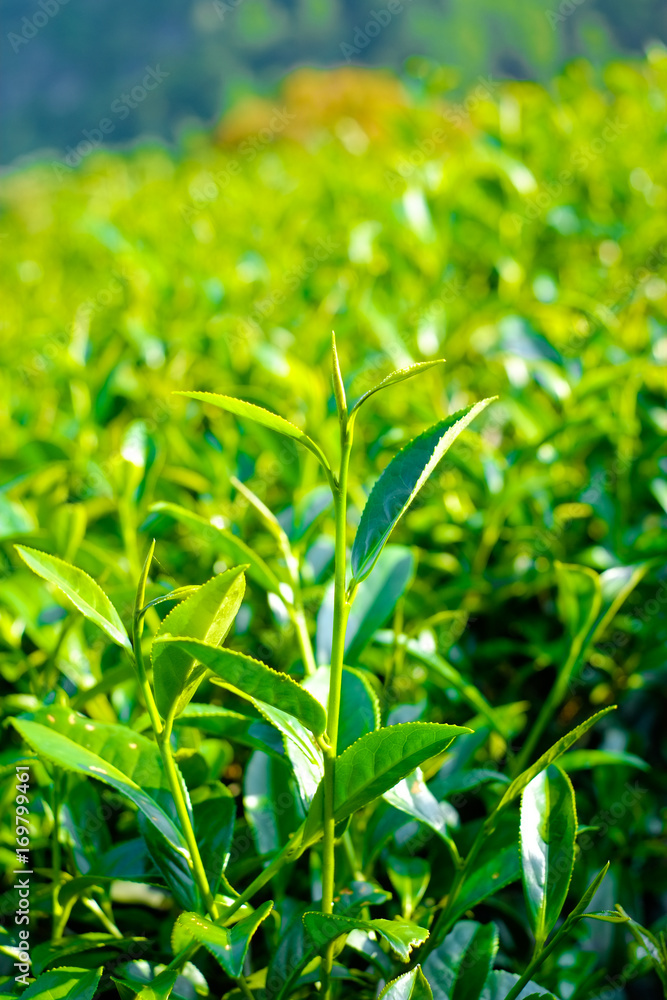 Asia culture concept image - Fresh organic tea bud & leaves plantation, the famous Oolong tea area in Alishan mountain with blue sky, Taiwan