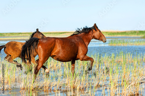 horse, knight, steed, courser, hoss photo