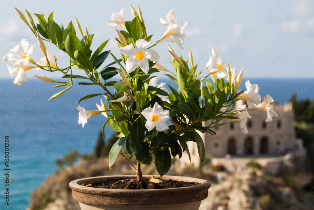 Flowers by the sea, view of santa maria dellísola