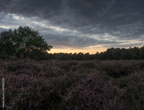 Flowering Heather