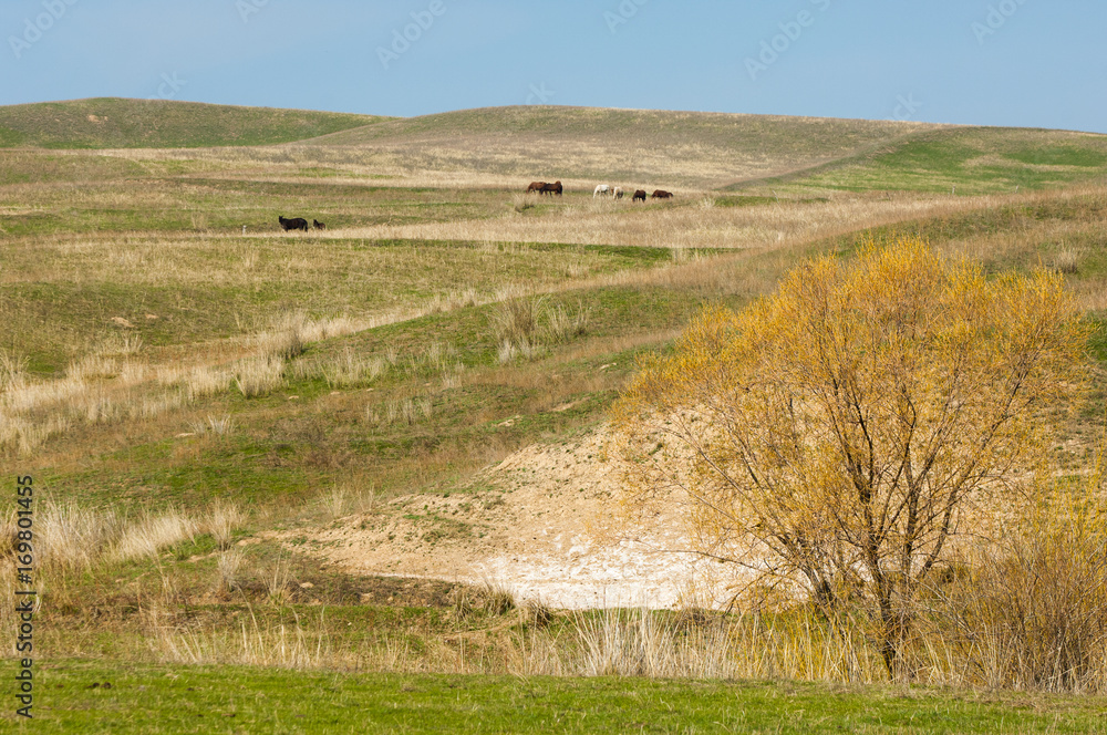 Horses graze in the mountains