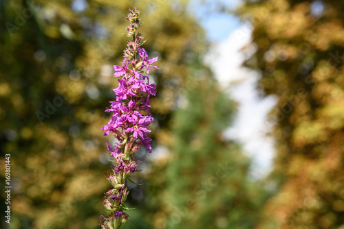 Pink flower