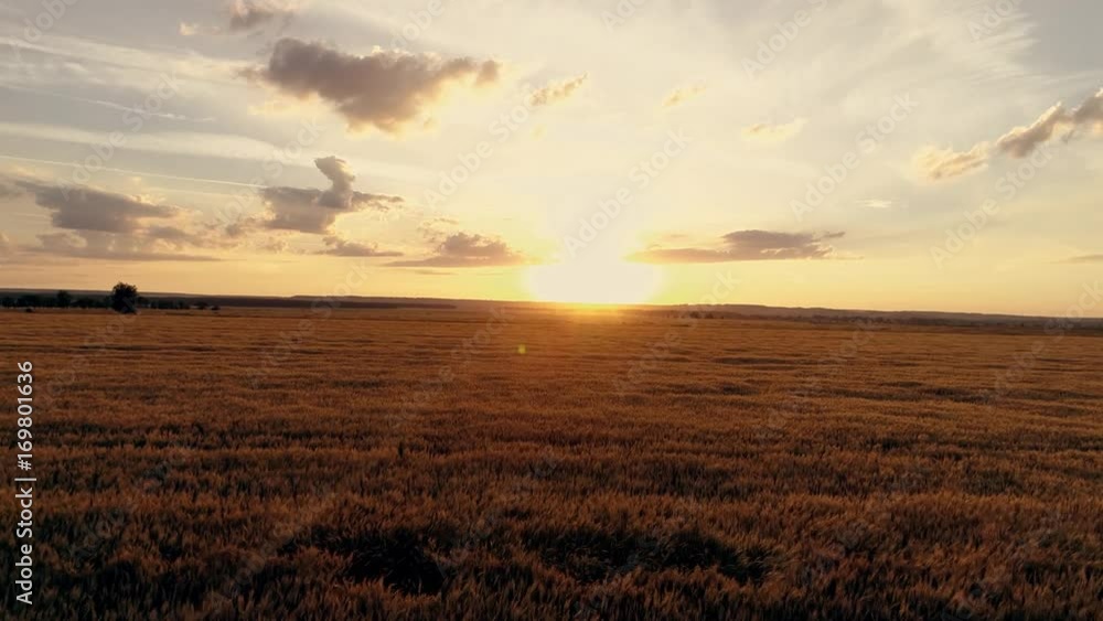 Aerial survey of wheaten golden field at sunset Aerial survey of wheaten golden field at sunset