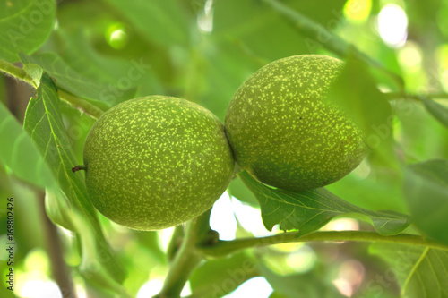 Closeup of green walnuts on a tree