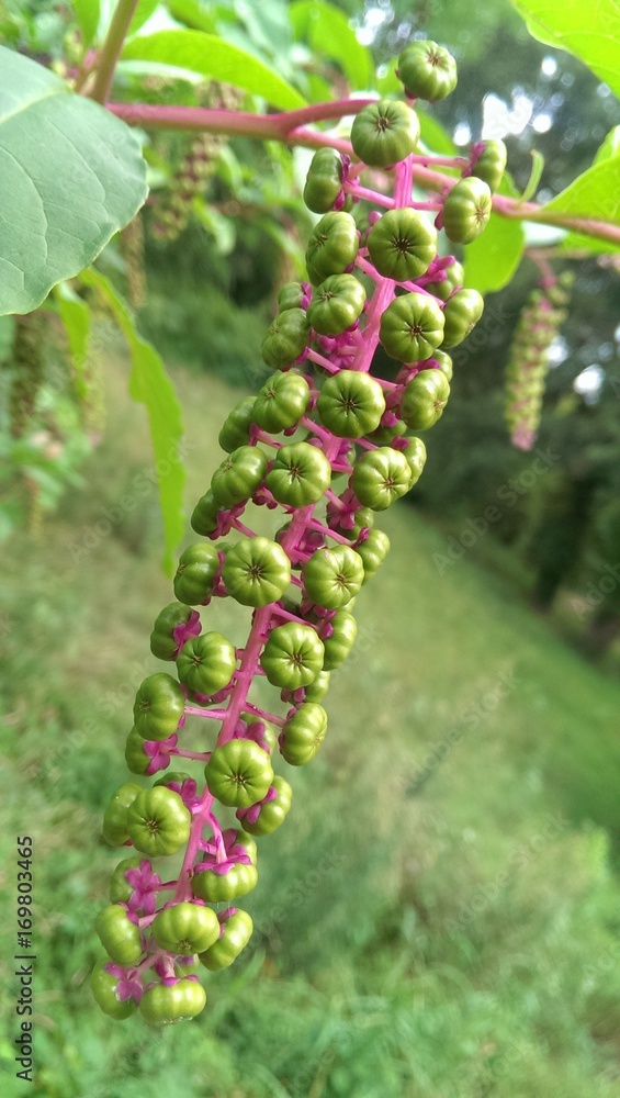 Pokeweed Berries Pokeweed Berries