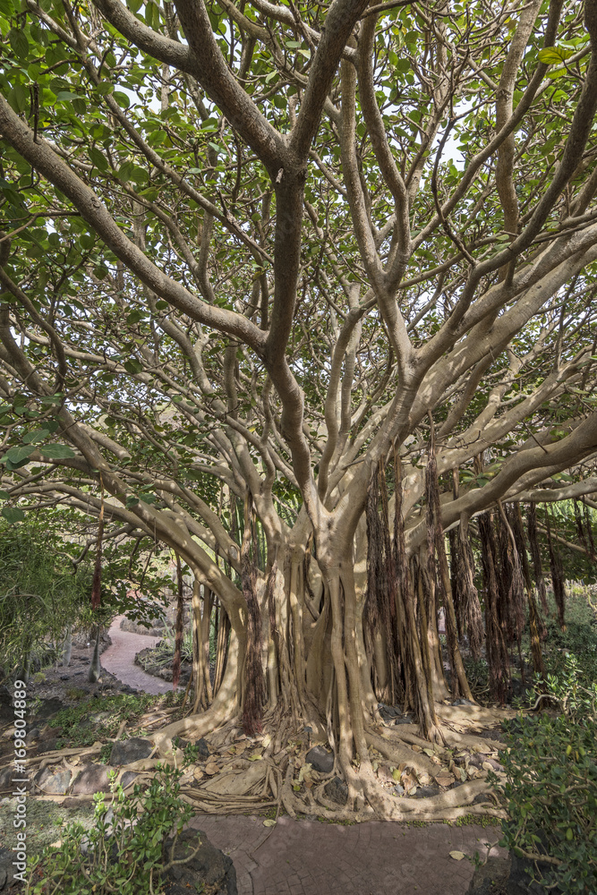 árbol ficus socotrana , el árbol de la vida árbol ficus socotrana , el árbol de la vida