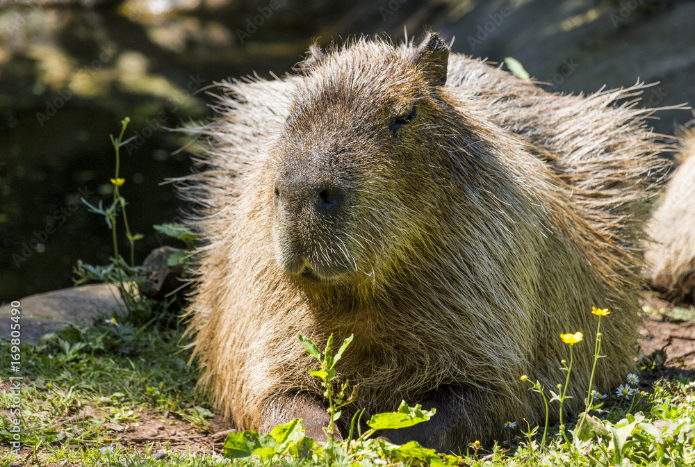 Largest rodent in the world the chigüire or capybara Largest rodent in the world the chigüire or capybara