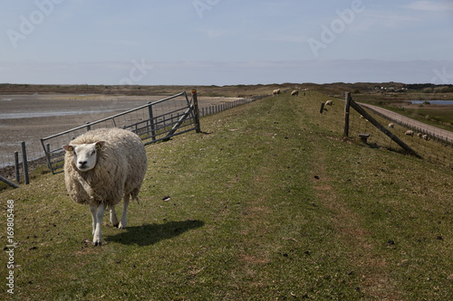 Sheep in a meadow on the island of Texel in The Netherlands
