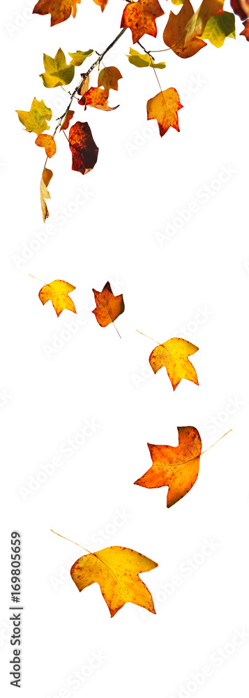 chute de feuilles aux couleurs d'automne isolées  sur fond blanc