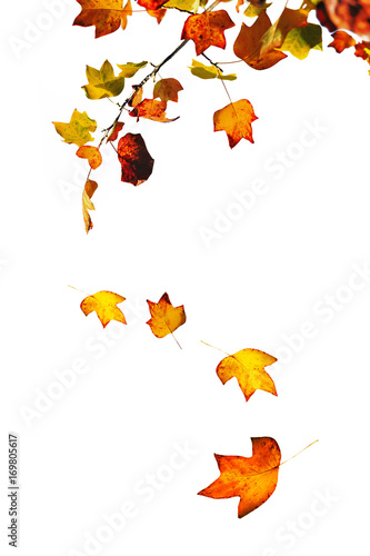 chute de feuilles aux couleurs d'automne sur fond blanc