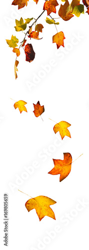 chute de feuilles aux couleurs d automne isol  es  sur fond blanc