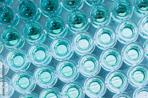 Close - up 96 well plates on lab table with Blue liquid samples