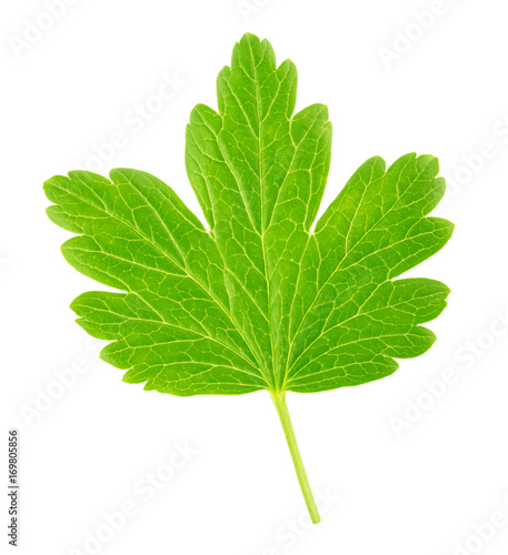 Gooseberry leaf isolated on a white. Detailed retouch