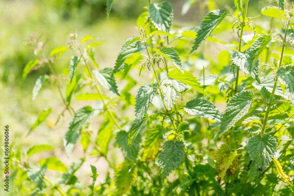 Bushes of wild nettle growing in nature Bushes of wild nettle growing in nature