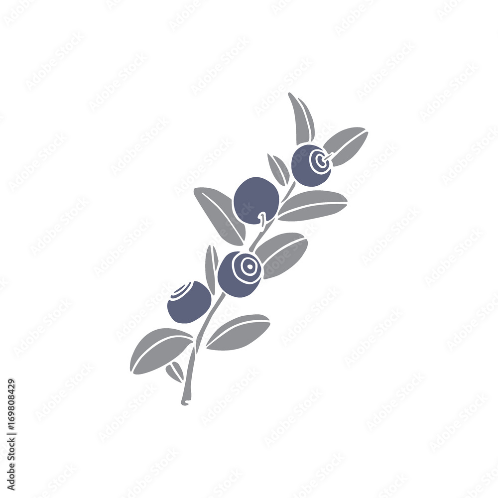 Hand drawn blueberry twig Hand drawn blueberry twig