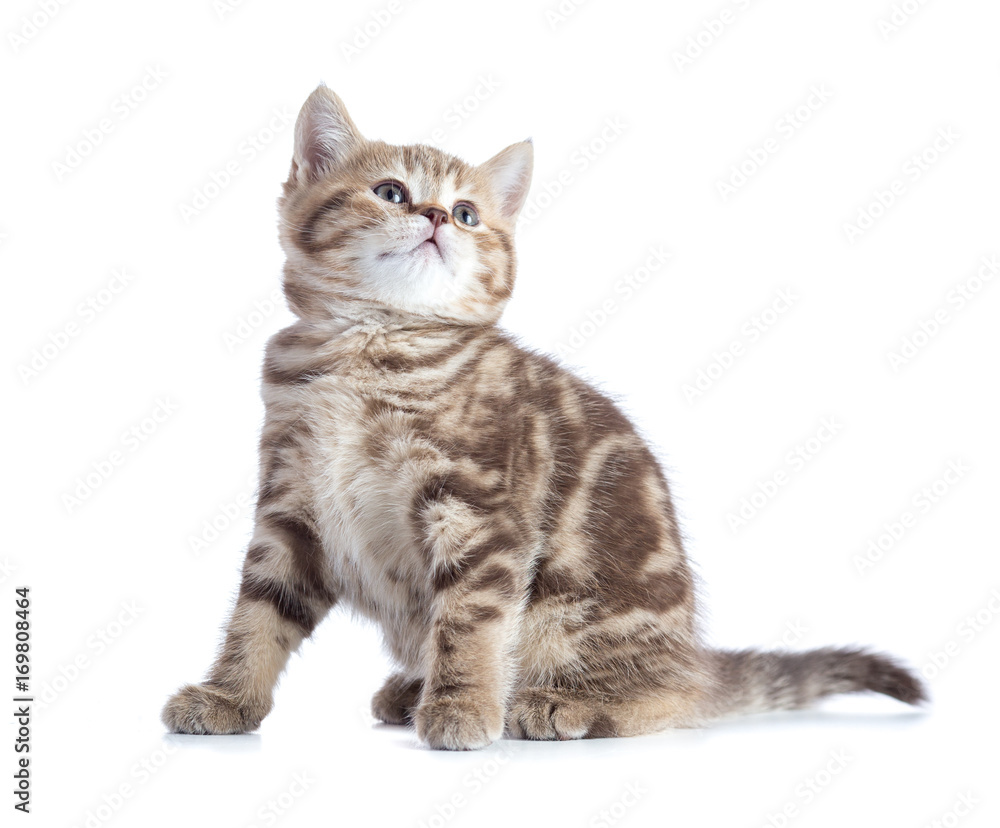 Sitting young cat full length looking up isolated on white