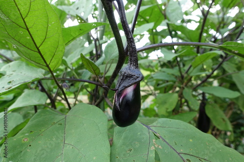 夏の菜園